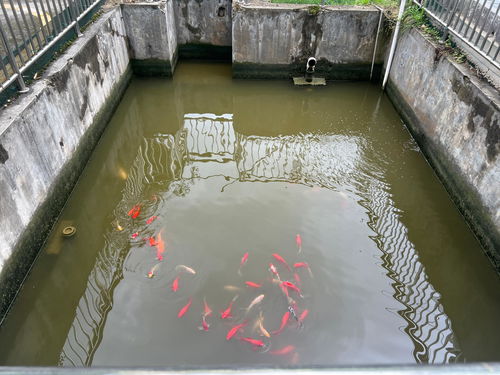 多彩貴州網 每天自產自銷50噸污水，這家藥廠如何做到的？——餐廚垃圾處理的另類模式